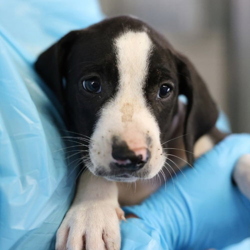 ZIGGY, a dog for adoption from San Antonio Animal Care Services