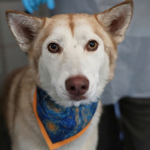 LOLA, a dog for adoption from San Antonio Animal Care Services