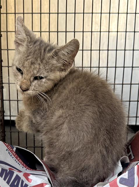 A829884, a cat for adoption from San Antonio Animal Care Services