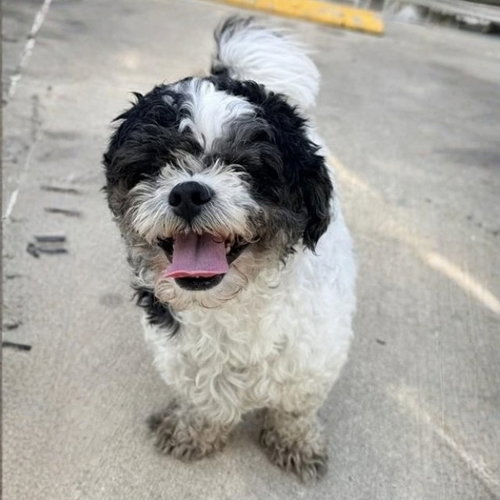 MILTON, a dog for adoption from San Antonio Animal Care Services