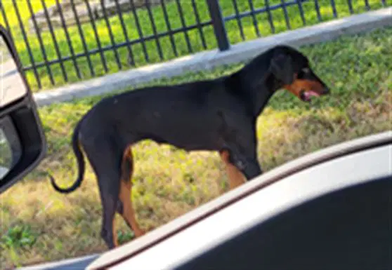 Unknown - Doberman Pinscher