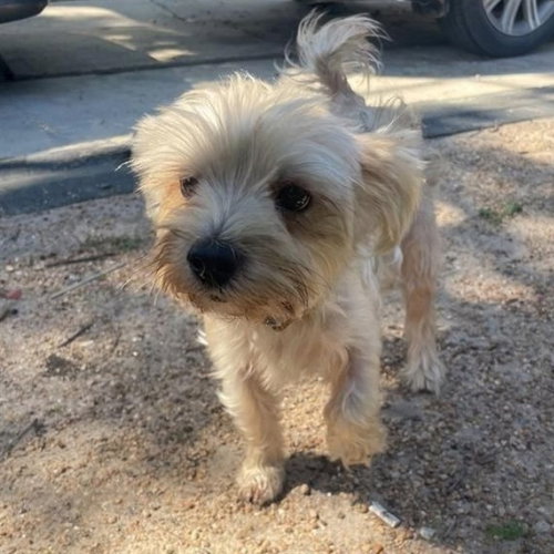 JUMEX, a dog for adoption from San Antonio Animal Care Services