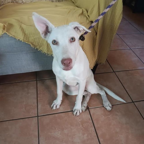 PATTYCAKE, a dog for adoption from San Antonio Animal Care Services