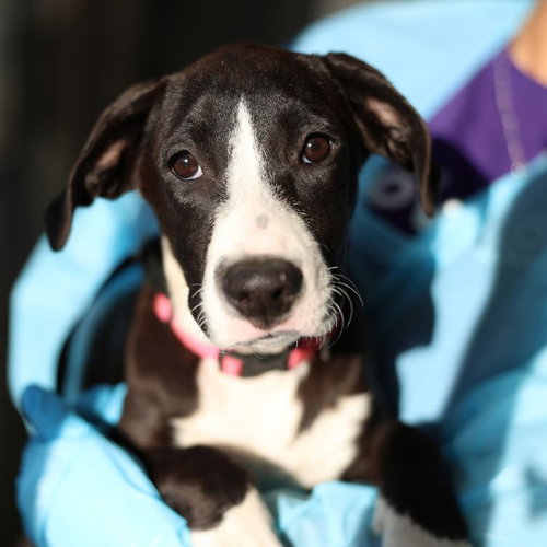 RUBY, a dog for adoption from San Antonio Animal Care Services