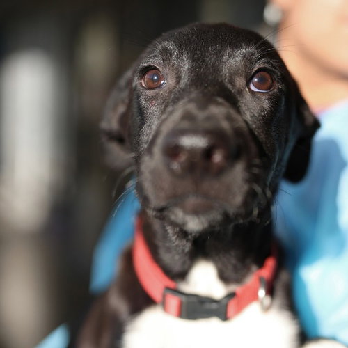 MAX, a dog for adoption from San Antonio Animal Care Services