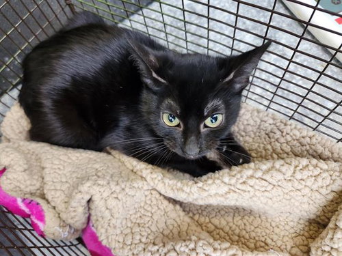 BRISKET, a cat for adoption from San Antonio Animal Care Services
