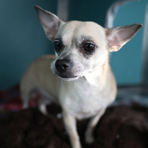 PEACHES, a dog for adoption from San Antonio Animal Care Services