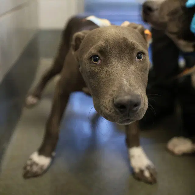 Sephora - American Staffordshire Terrier