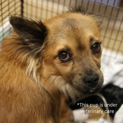CHAKITA, a dog for adoption from San Antonio Animal Care Services
