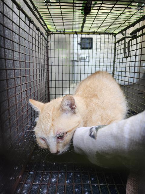 PEACH COBLER, a cat for adoption from San Antonio Animal Care Services