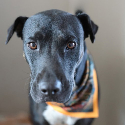 PERSEPHONE, a dog for adoption from San Antonio Animal Care Services