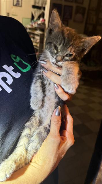 ALI, a cat for adoption from San Antonio Animal Care Services