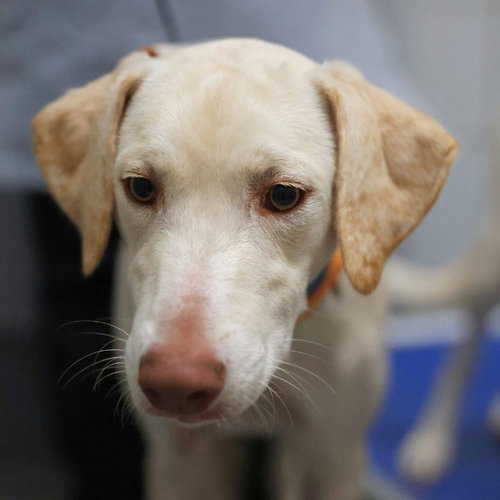MARLEY, a dog for adoption from San Antonio Animal Care Services