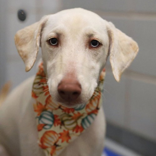 MARLA, a dog for adoption from San Antonio Animal Care Services
