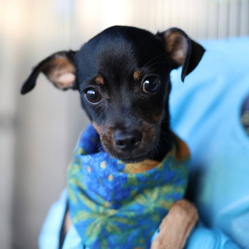 PARKER, a dog for adoption from San Antonio Animal Care Services