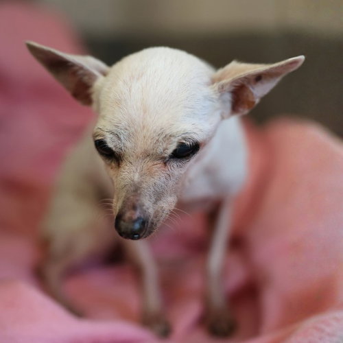 LOLITA, a dog for adoption from San Antonio Animal Care Services