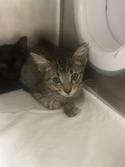 PICKLES, a cat for adoption from San Antonio Animal Care Services
