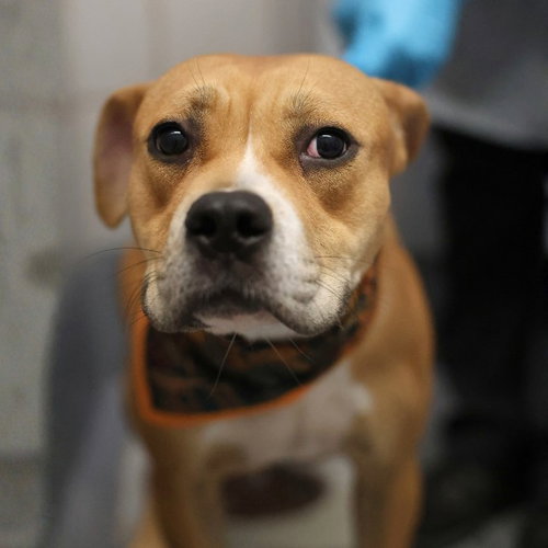 AL, a dog for adoption from San Antonio Animal Care Services