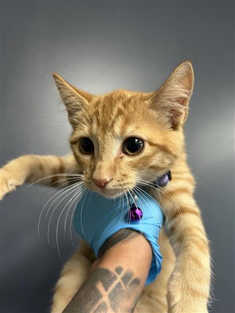KITTY