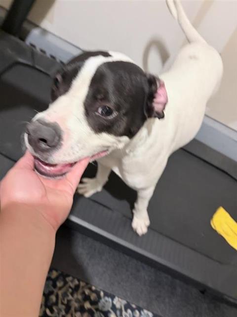 A830020, a dog for adoption from San Antonio Animal Care Services