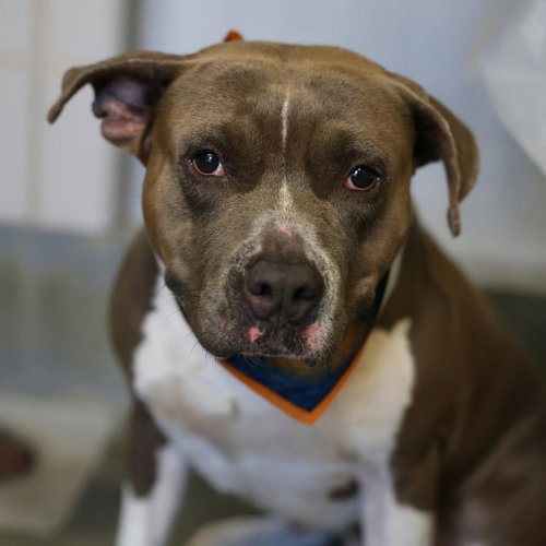 FRANCIS, a dog for adoption from San Antonio Animal Care Services