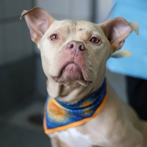 NALA, a dog for adoption from San Antonio Animal Care Services