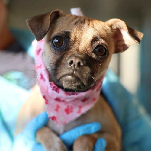 ANNE, a dog for adoption from San Antonio Animal Care Services