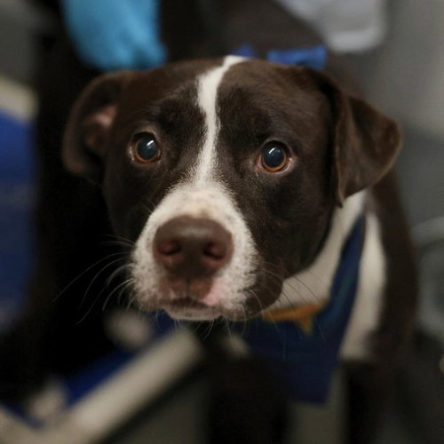 THUNDERBOLT, a dog for adoption from San Antonio Animal Care Services