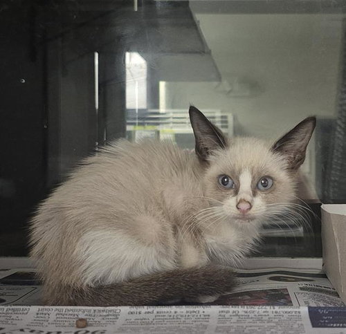 MOMO, a cat for adoption from San Antonio Animal Care Services