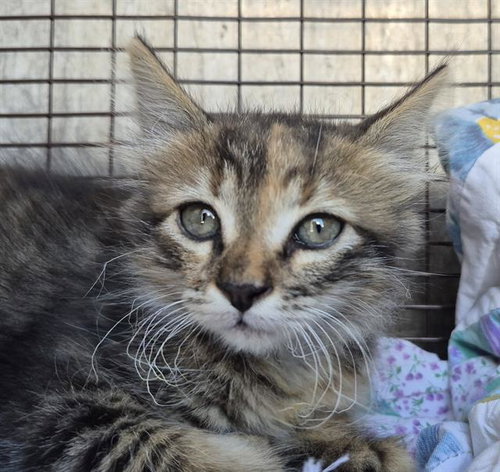 ESME, a cat for adoption from San Antonio Animal Care Services