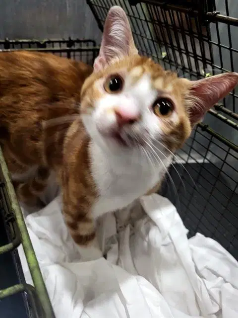 Freddy Purrger - Domestic Short Hair