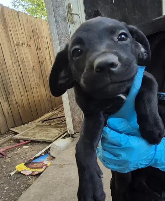 Puppy image 1