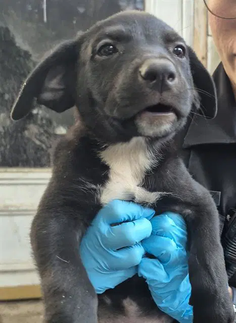 Puppy image 1