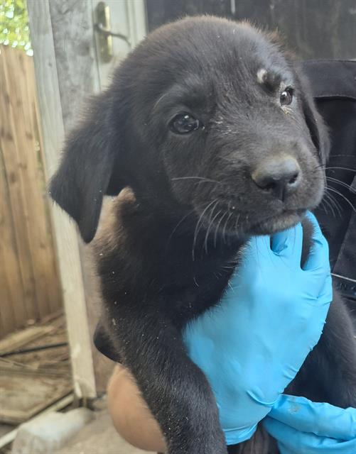 Puppy