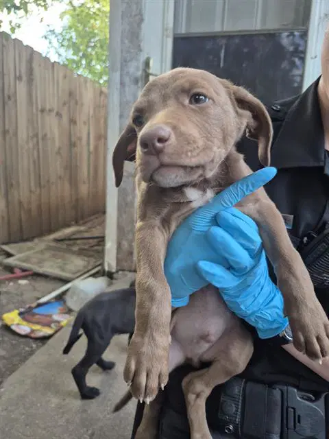 Puppy image 1