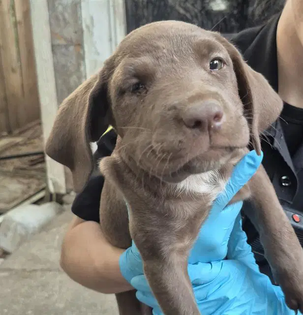 Puppy image 1