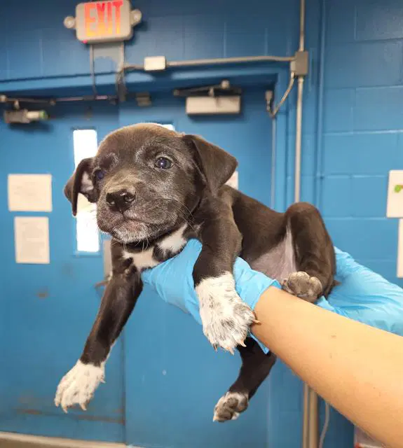 Axel Rose - Labrador Retriever