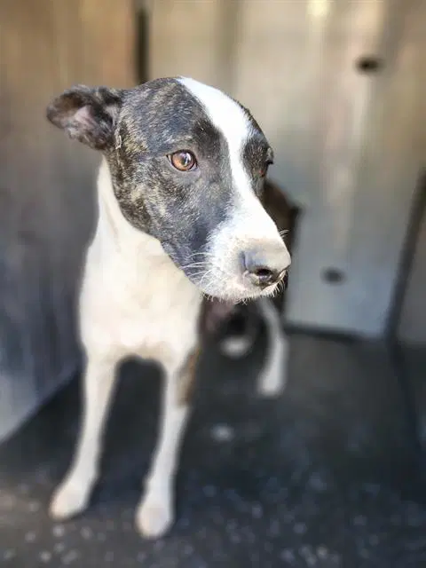 Lexi image 1