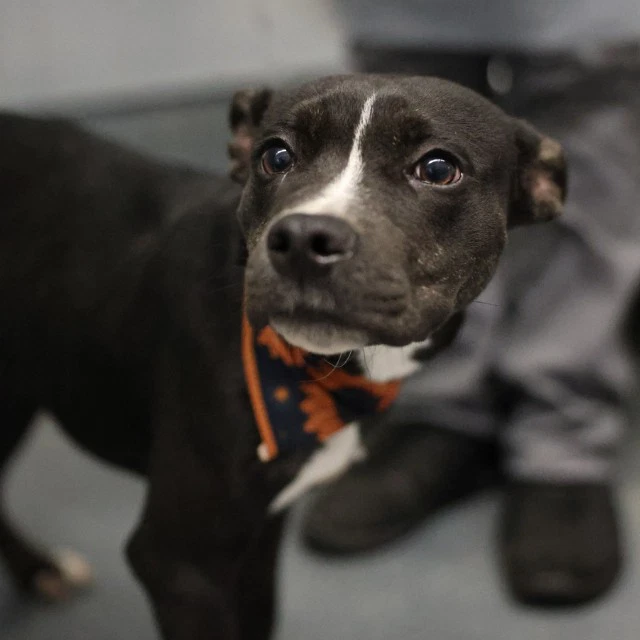 Kahlua