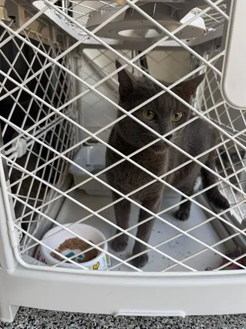 Manson - Domestic Short Hair