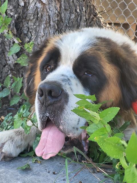 ROMEO, a dog for adoption from San Antonio Animal Care Services