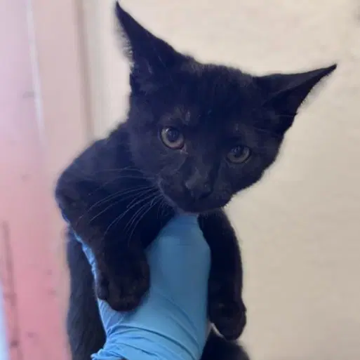 Otis - Domestic Short Hair