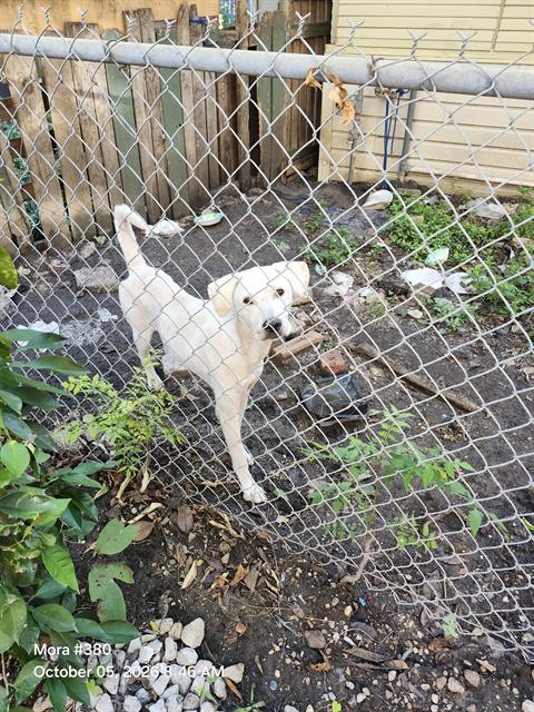 ODIN, a dog for adoption from San Antonio Animal Care Services