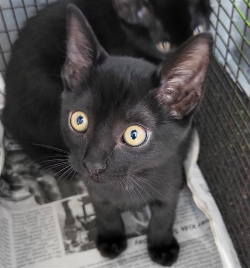 WILMA, a cat for adoption from San Antonio Animal Care Services