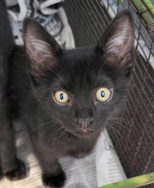 WILSON, a cat for adoption from San Antonio Animal Care Services