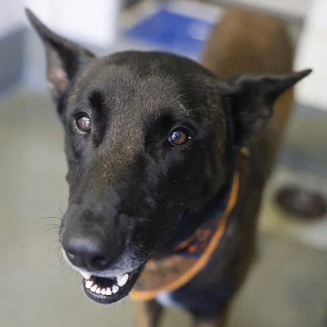 Junior Josh - Belgian Shepherd Malinois