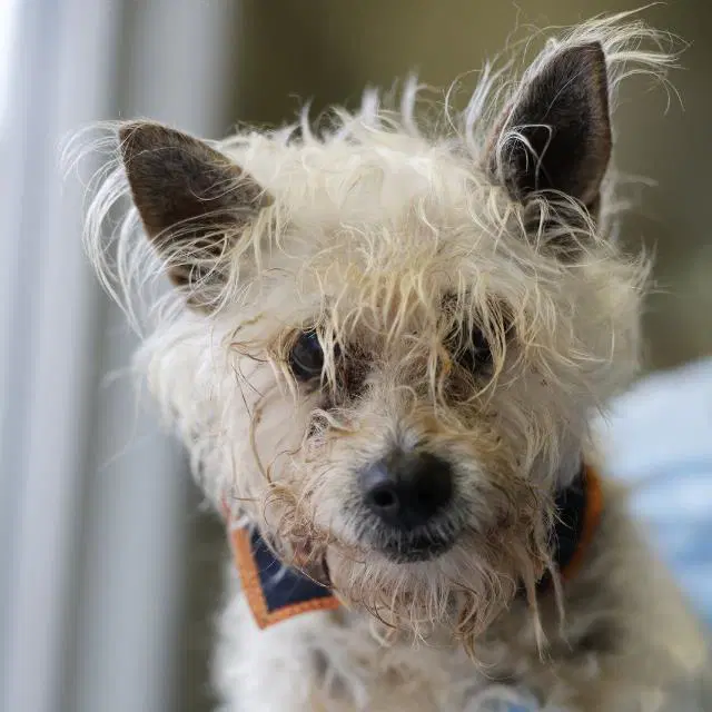 Fletcher - Terrier