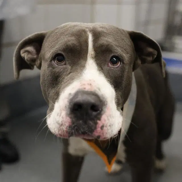 Leo - American Staffordshire Terrier