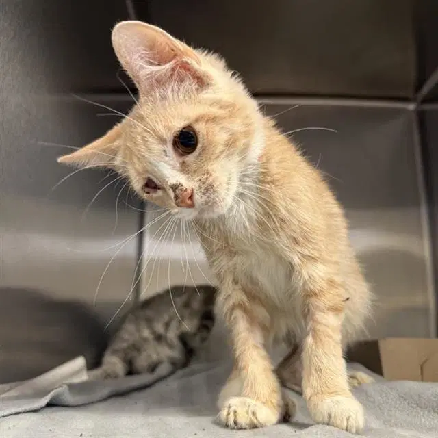 Tiger - Domestic Short Hair