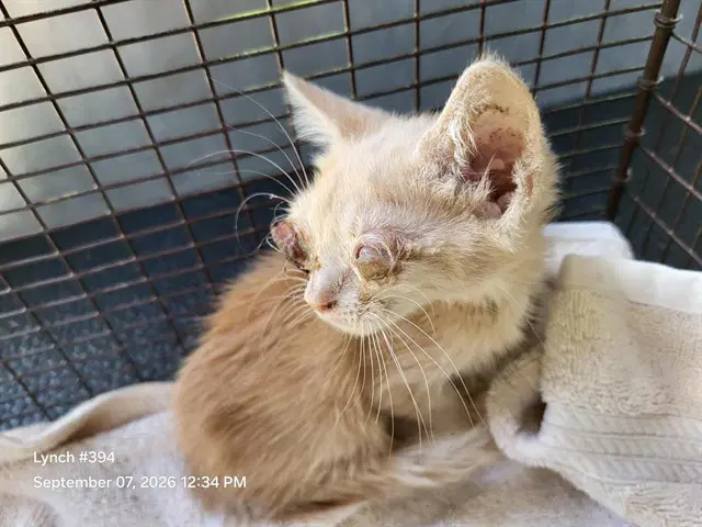 Seamus - Domestic Short Hair
